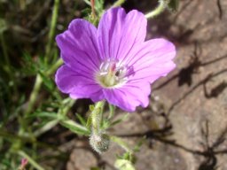 Geranium robustum flower with anthers